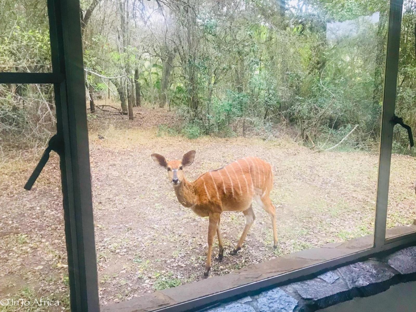 Mbuluzi Game Reserve Simunye ห้อง รูปภาพ